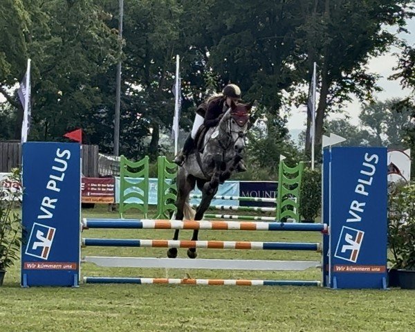Springpferd Leander B (Holsteiner, 2019, von Lentini)