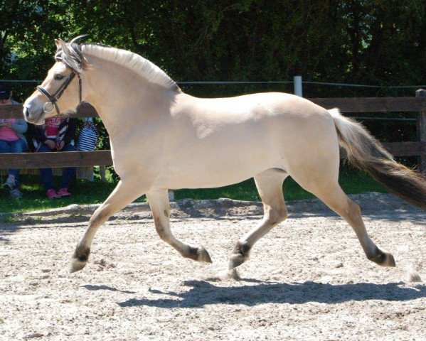 broodmare Julee (Fjord Horse, 2014, from Don Kjærgaard)