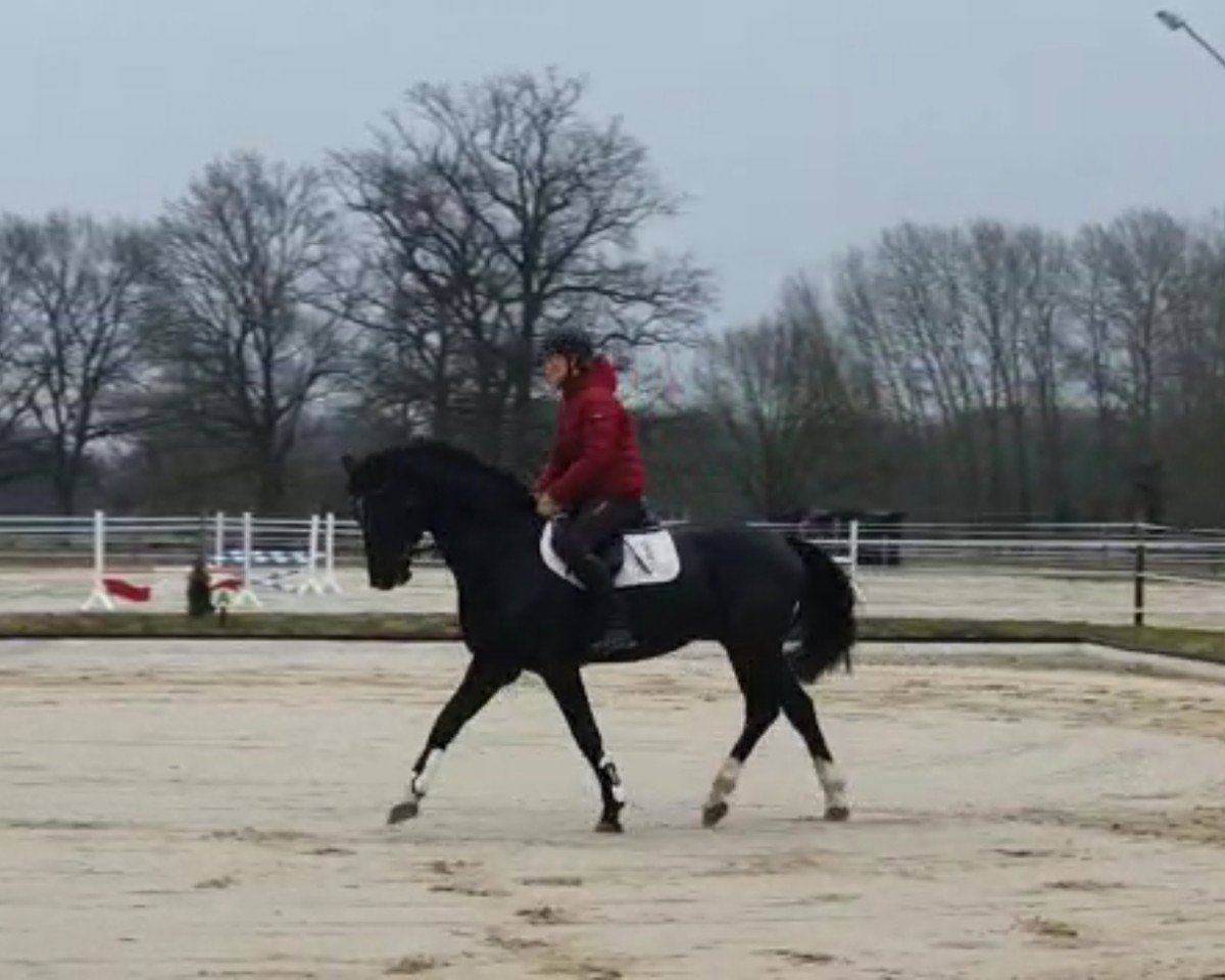 stallion Mc Fly JD (Little German Riding Horse, 2019, from Maestro)