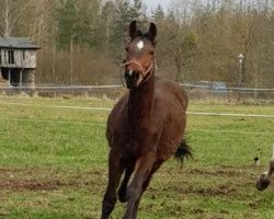 Pferd Longeiland (Mecklenburger, 2019, von Lezard)