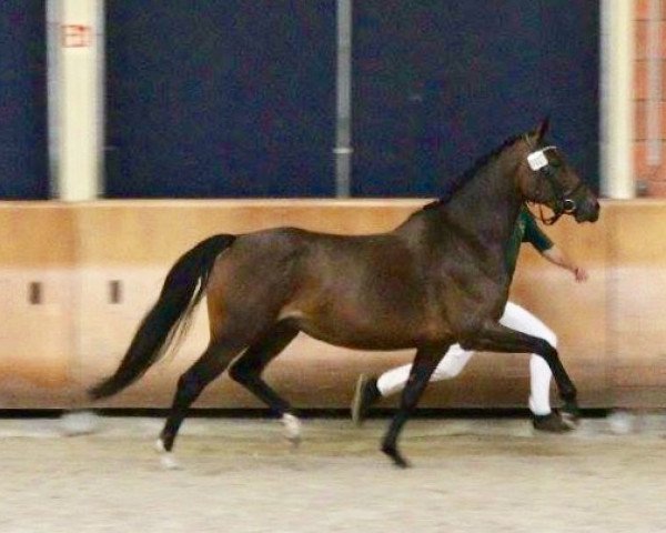broodmare Cascaaya (KWPN (Royal Dutch Sporthorse), 2012, from Carlton Hill VDL 1248)