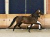 broodmare Cascaaya (KWPN (Royal Dutch Sporthorse), 2012, from Carlton Hill VDL 1248)