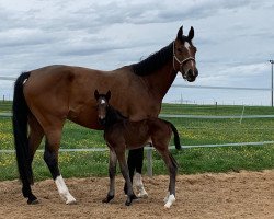 Springpferd Cayenne MW Z (Zangersheide Reitpferd, 2021, von Classic Orange Z)