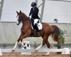 dressage horse Fifty-Cent (Oldenburg, 2011, from Belissimo NRW)