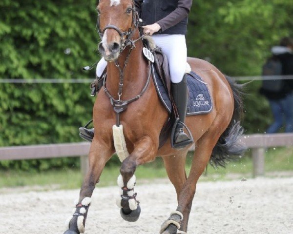 jumper Mister Perfect 5 (German Riding Pony, 2014)