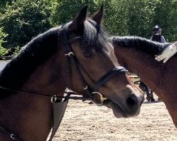 jumper Tiffy 68 (German Riding Pony, 2010, from Timesquare)