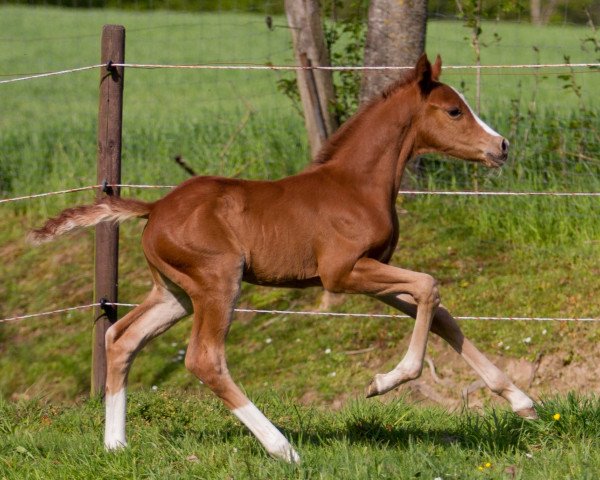 Dressurpferd Namaskar YS (Deutsches Reitpony, 2021, von Fs Numero Uno)