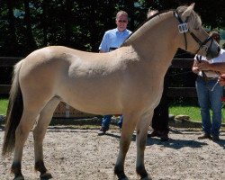 broodmare Lidona (Fjord Horse, 2014, from Don Kjærgaard)