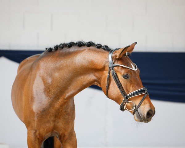 dressage horse Dodgeball (German Riding Pony, 2022, from D-Power AT)