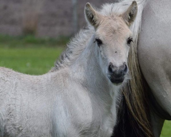 horse Yemayá van de Bilterhoeve (Fjord Horse, 2021, from Thor van de Landweg)