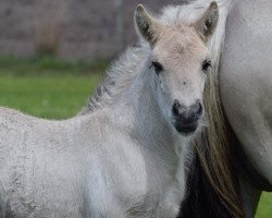 horse Yemayá van de Bilterhoeve (Fjordpferd, 2021, from Thor van de Landweg)