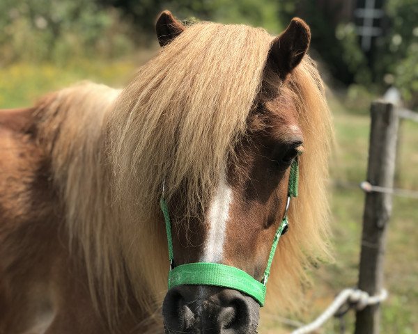 horse Prince v. Stal van Aschberg (Shetland Pony, 2000, from Bram van de Gathe)