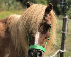 Pferd Prince v. Stal van Aschberg (Shetland Pony, 2000, von Bram van de Gathe)