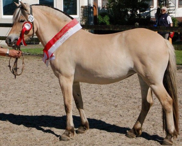 broodmare Lydissa (Fjord Horse, 2014, from Dylan)