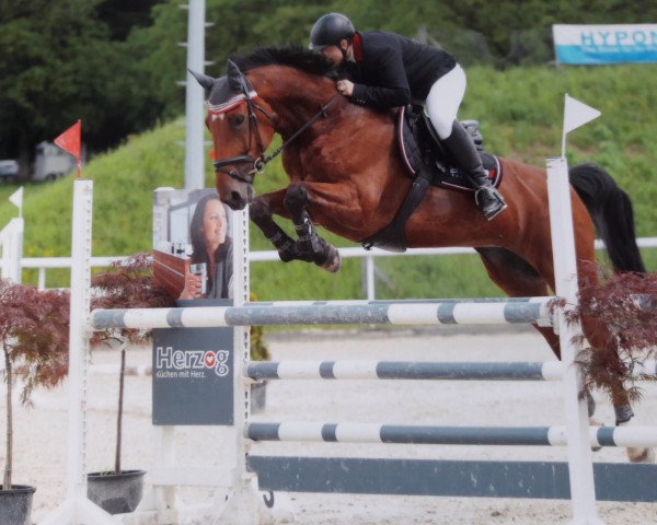 jumper Fabiola van Erpekom (Belgian Warmblood, 2005, from Lambada van Berkenbroeck)