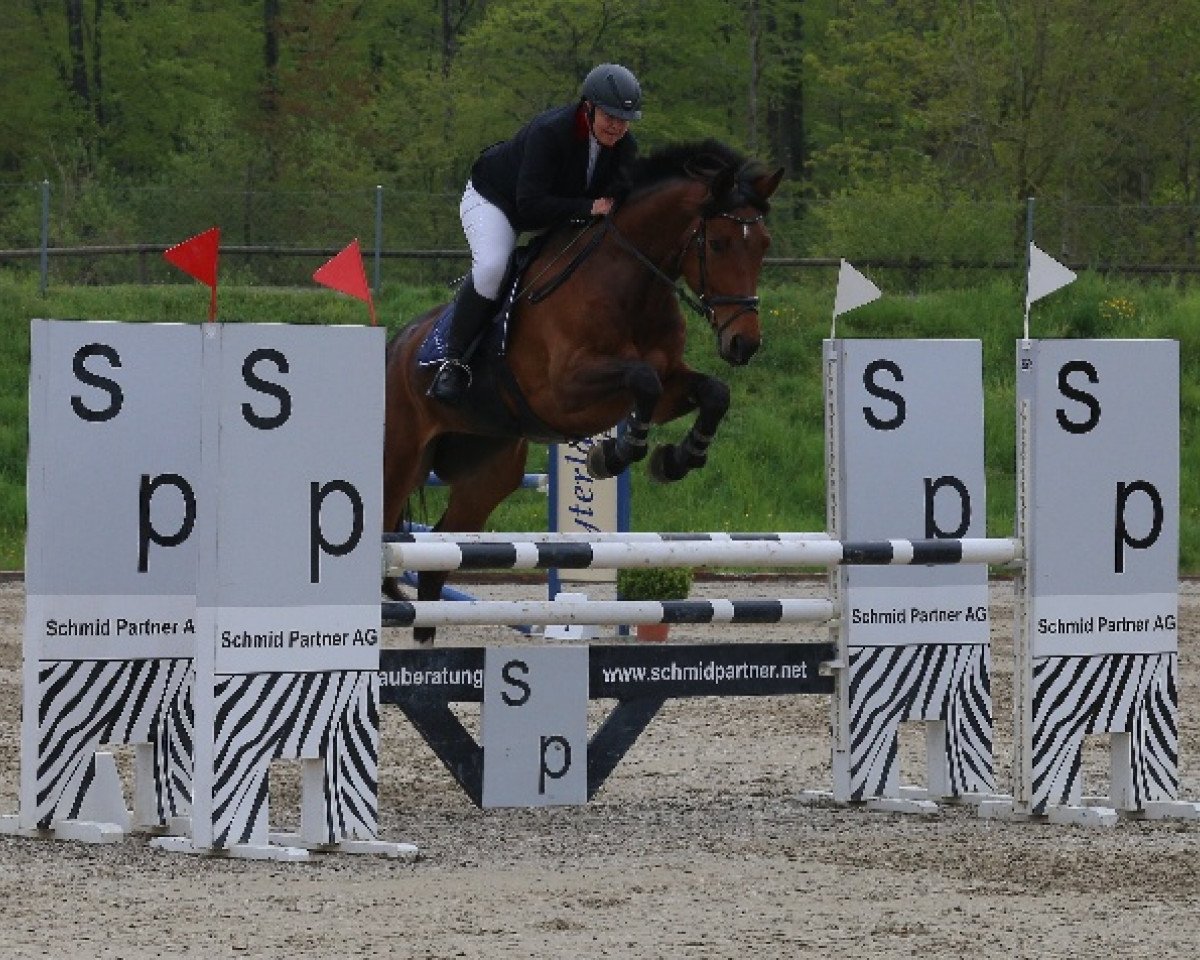 jumper Copana CH (Swiss Warmblood, 2013, from S.M. Contador)