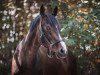 dressage horse Little Karoo (Zweibrücken, 2004, from Lordano)