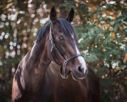 dressage horse Little Karoo (Zweibrücken, 2004, from Lordano)