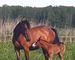 broodmare Amoreli (Oldenburg show jumper, 2009, from Acadius)