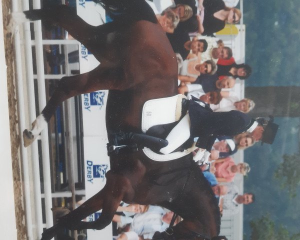 Pferd Aloubetto (Deutsches Reitpferd, 2002, von Alido)