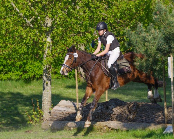 Dressurpferd Immentals Lord Chianti (Deutsches Reitpony,  , von Lord Luck 2)
