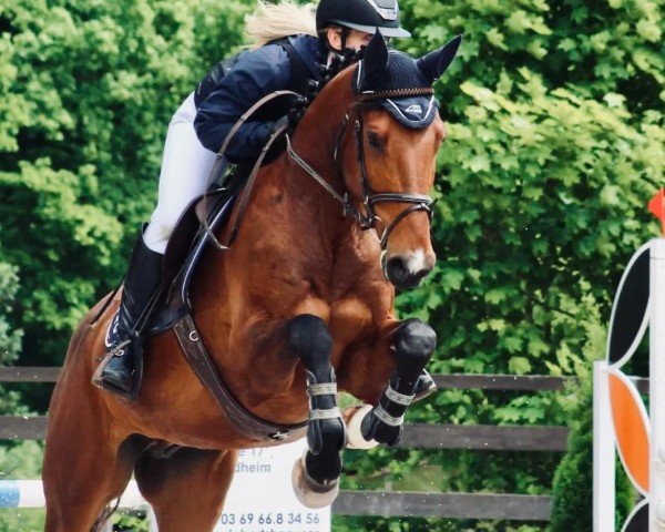 Springpferd Charlie 311 (Deutsches Sportpferd, 2020, von Cheetano)