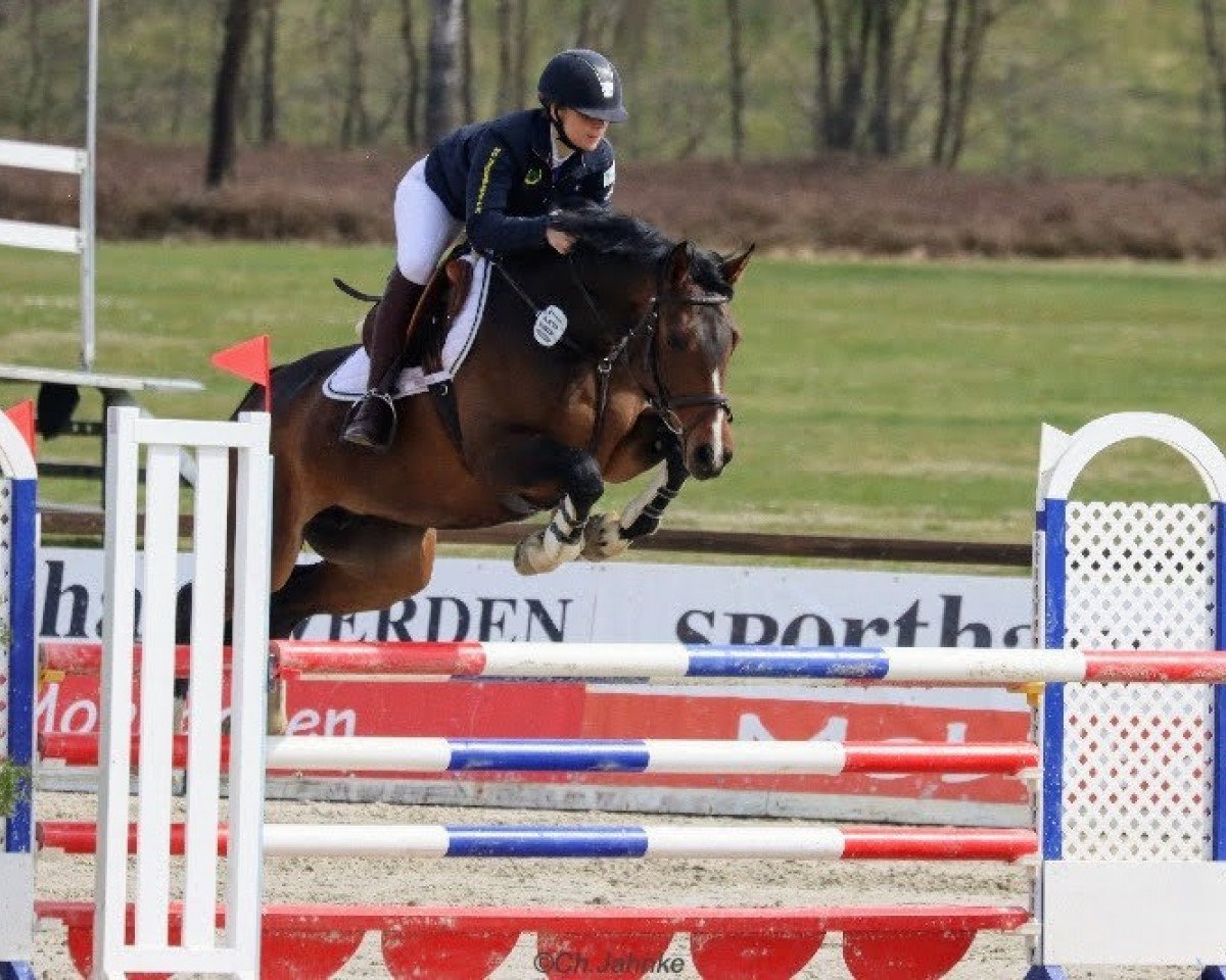 broodmare Concordia Rd (Hanoverian, 2012, from Contendro I)