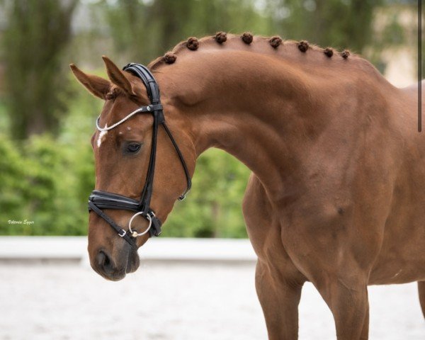 Dressurpferd Fernando 767 (Deutsches Sportpferd, 2019, von Farewell III)