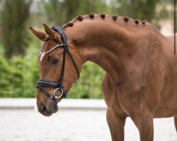 dressage horse Fernando 767 (German Sport Horse, 2019, from Farewell III)