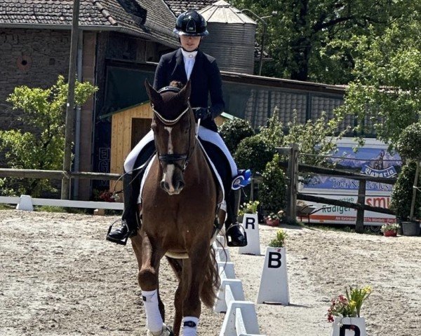 Springpferd Viva Valentino 4 (Hannoveraner, 2020, von Viva Gold OLD)
