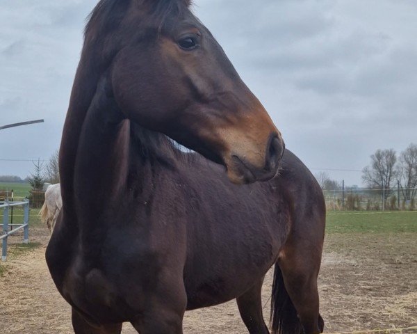 jumper Crazy Horse G. (Mecklenburg, 2023, from Comanchero)