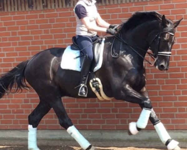 dressage horse Don Royal 5 (Hanoverian, 2008, from Don Frederico)