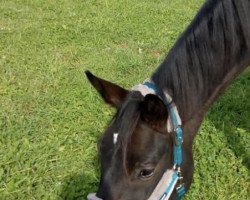 dressage horse Rosa (Trakehner, 2016, from Sir Sansibar)