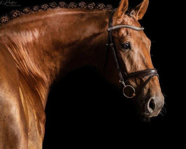 jumper Monty Z (Zangersheide riding horse, 2015, from Montreal)