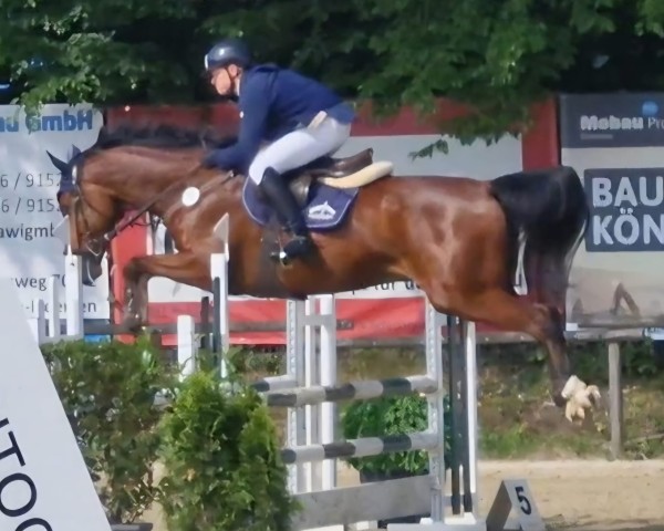 Springpferd Dobby Z (Zangersheide Reitpferd, 2020, von D'Aganix 2000 Z)