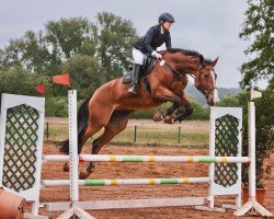 jumper Quantana Deluxe (Czech Warmblood, 2016, from FRH Quaid)