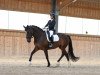 dressage horse Forever In My Heart (Hanoverian, 2009, from Falkenstern II)