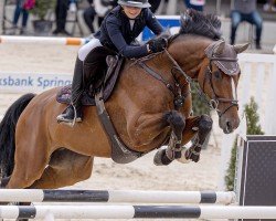 jumper Elbow (KWPN (Royal Dutch Sporthorse), 2014, from Envoy)