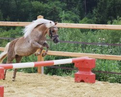 horse Belmondo (German Classic Pony, 2002, from Bennedikt)