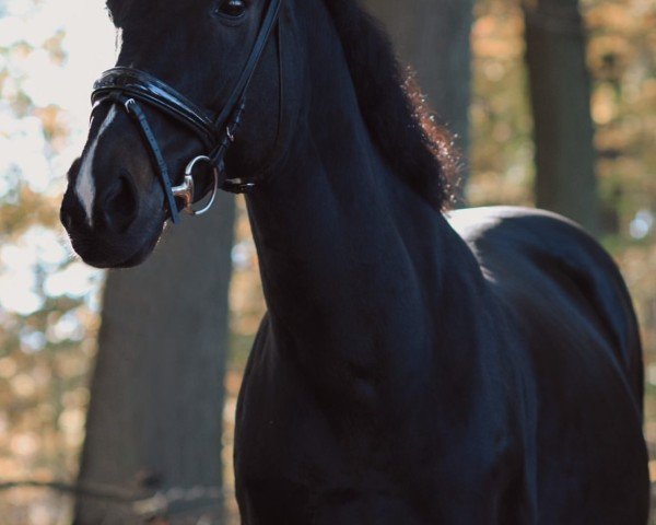 Springpferd Kaviár (Ungarisches Warmblut, 2008, von Takaros)