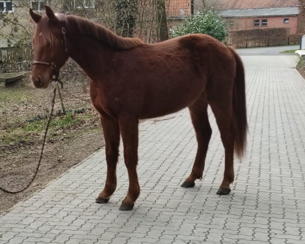 Pferd Bolle (Oldenburger, 2019)