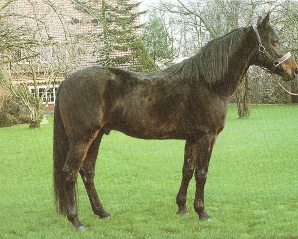 stallion Newfi Hanover (US) (American Trotter, 1979, from Super Bowl 8540I (US))