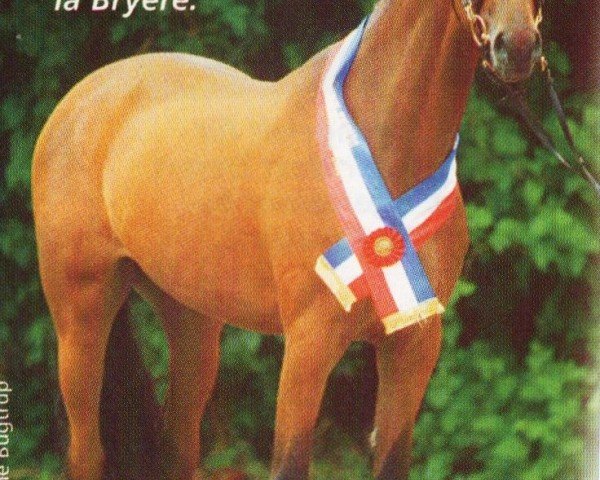 broodmare Only You III (Holsteiner, 1999, from Carolus I)