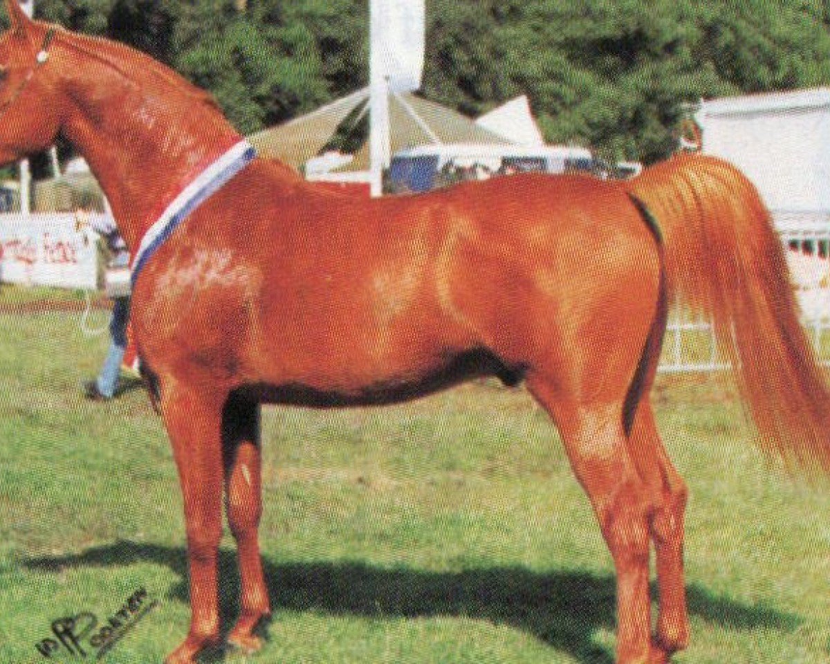 stallion Pasch Vacan ox (Arabian purebred, 1990, from Vatican 1983 ox)
