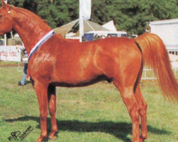 stallion Pasch Vacan ox (Arabian purebred, 1990, from Vatican 1983 ox)