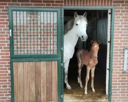 jumper Madeyra (German Riding Pony, 2021, from Venustas Cool Edition)