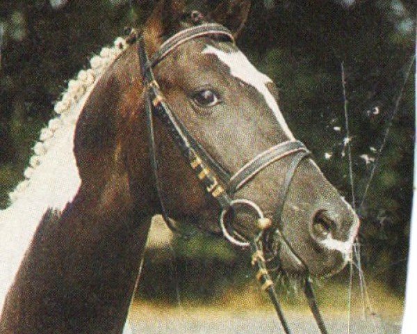 Deckhengst Polar-Kristall (Trakehner, 1993, von Karabin)