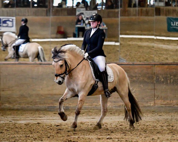 dressage horse Lilia (Fjord Horse, 2011, from Dylan)