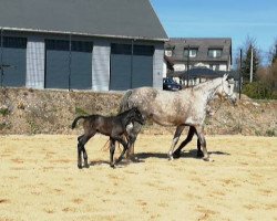 horse Little Ray of Sunlight HL (German Warmblood, 2021, from Last Man Standing)