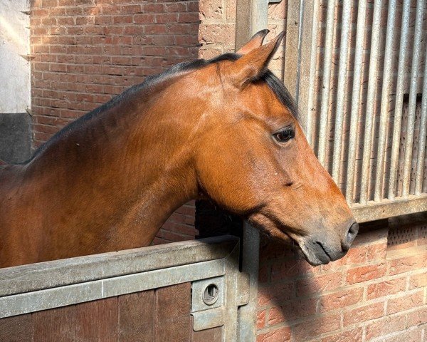 dressage horse Phoebe 28 (German Riding Pony, 2012, from Calido G)